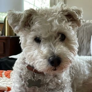 Meet your Posher, Alfonso